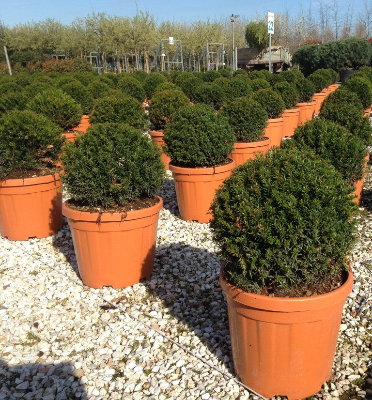 Taxus baccata 40-45 CM BOL D12