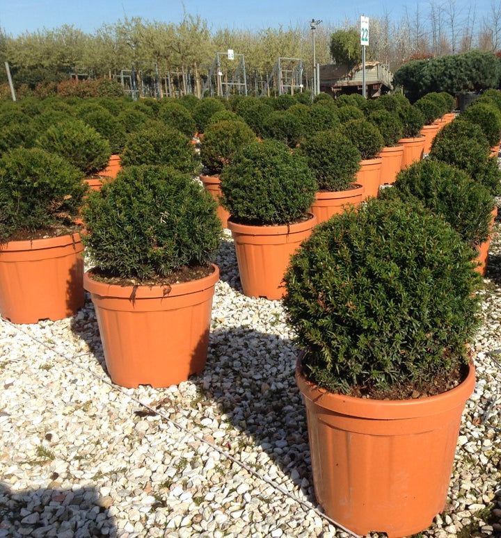Taxus baccata 40-45 CM BOL D12