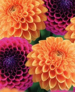 CLASSIC COMB DAHLIA SUMMER BALL I