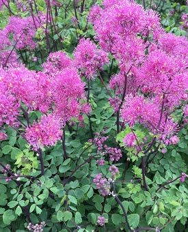 Thalictrum Little Pinkie - Herbaceous - Windyridge Garden Centre