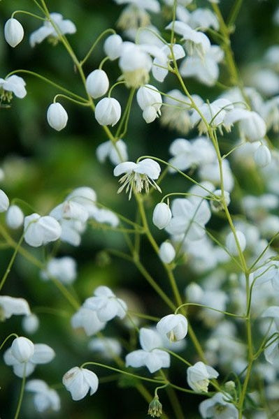 Thalictrum-Splendide-White-Plant