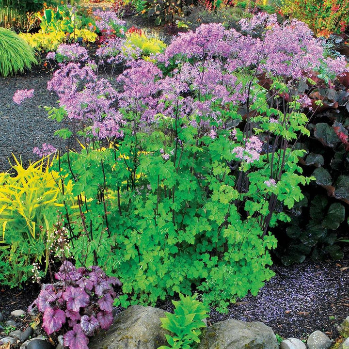 Thalictrum Black Stockings