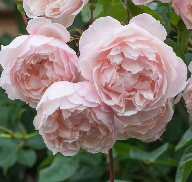 David Austin The Generous Gardener Rose