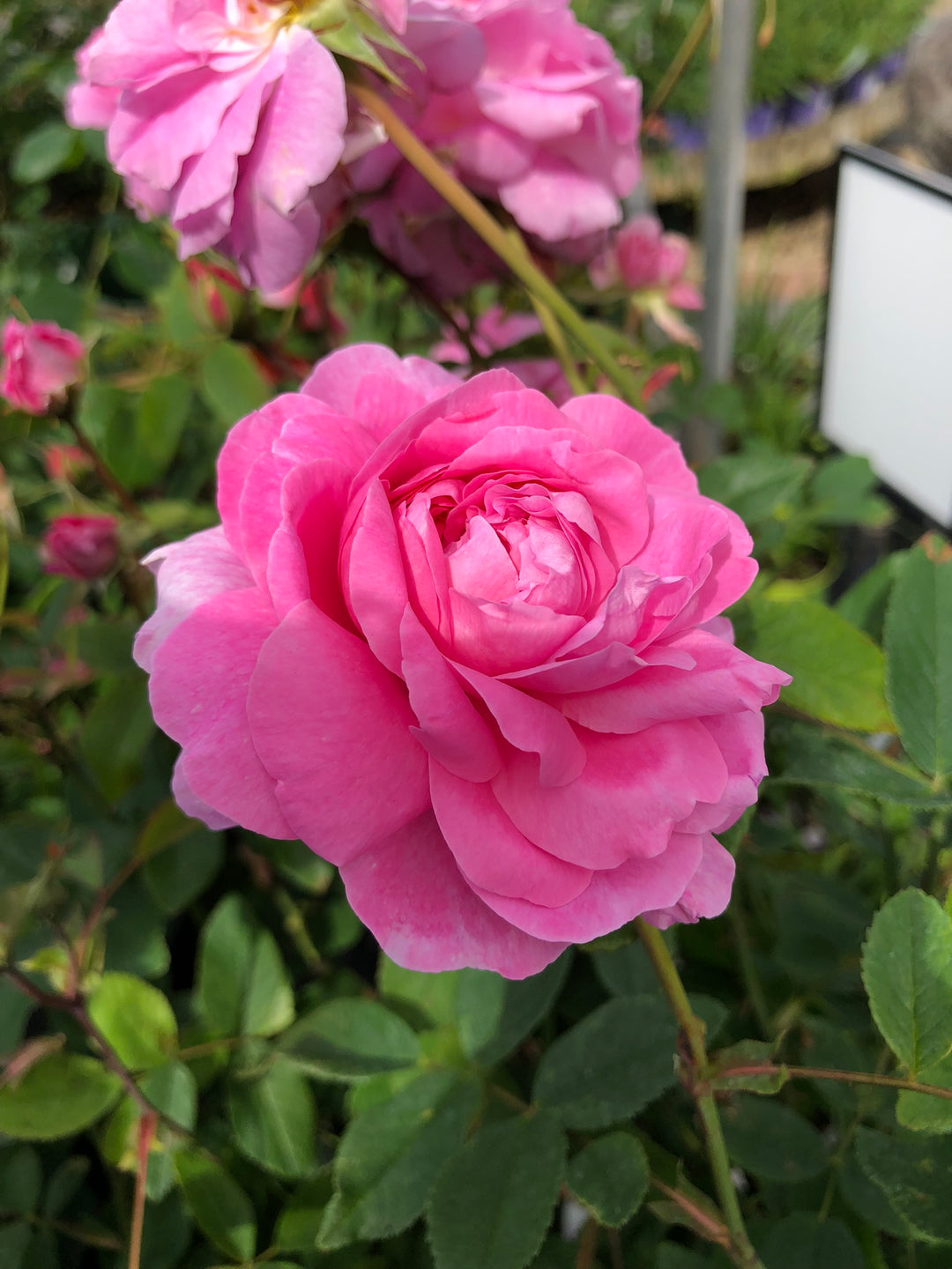 David Austin Rosa The Mayflower - Roses - Windyridge Garden Centre