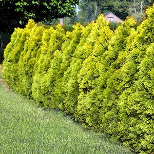 Thuja Golden Smaragd - Hedging - Windyridge Garden Centre