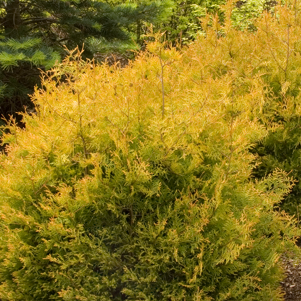 Thuja Rheingold