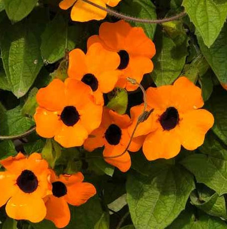 Thunbergia Suzie Orange With Eye - Climbers - Windyridge Garden Centre