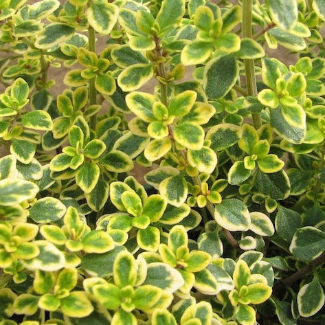 Thyme  Lemon Variegated