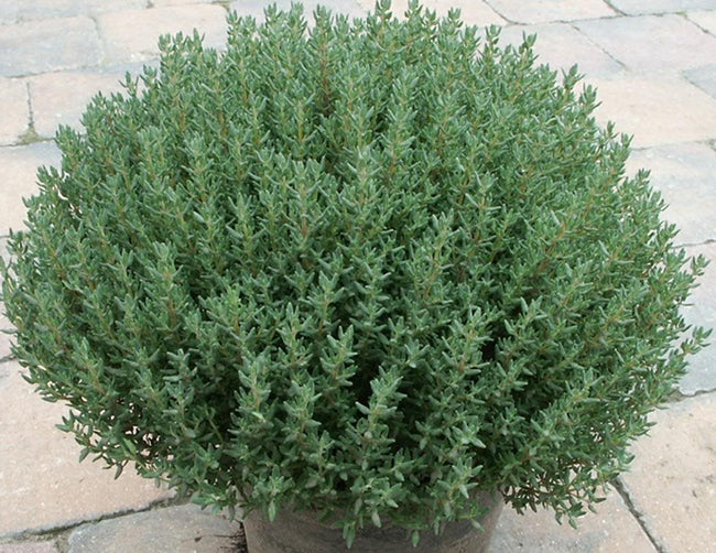 Thymus Vulgaris        4.5L - Grow Your Own - Windyridge Garden Centre