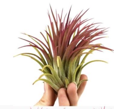 Tillandsia, Airplants red  8 CM