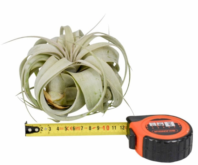 Tillandsia xerographica, Airplant  12 CM