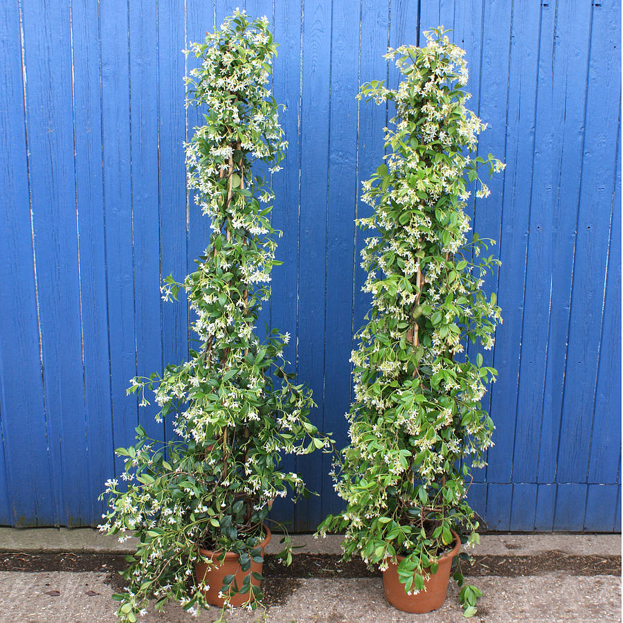 Trachelospermum 4Ltr Climber - Climbers - Windyridge Garden Centre