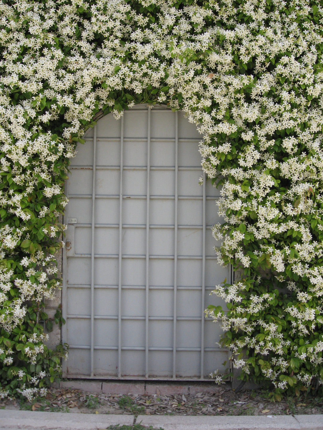 Trachelospermum Jasminoides - Climbers - Windyridge Garden Centre