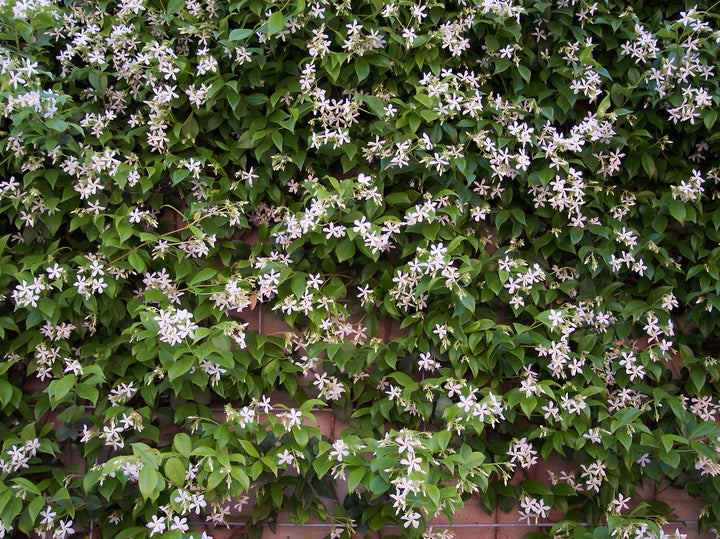 TRACHELOSPERMUM jasminoides