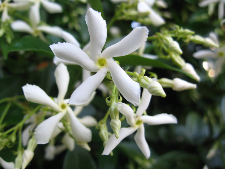 Trachelospermum jasminoides