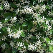 Trachelosperum j. japonicum trelli - Climbers - Windyridge Garden Centre