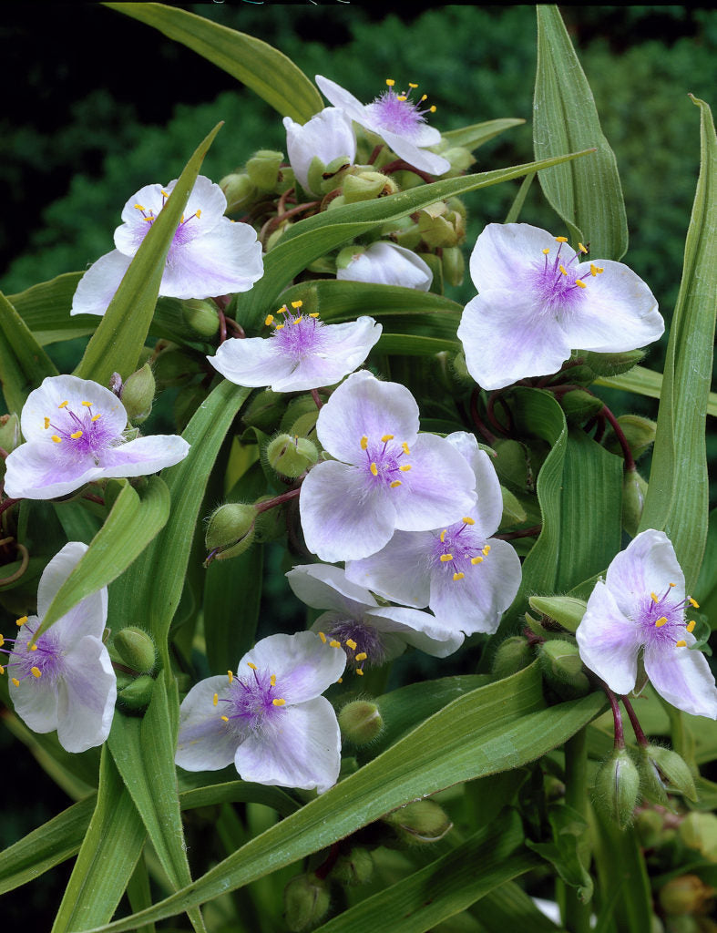 Tradescantia And. Osprey - Herbaceous - Windyridge Garden Centre