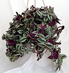 Tradescantia flum. Quadricolor