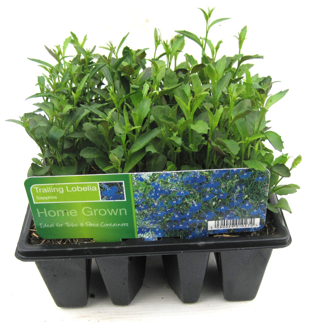 LOBELIA 12PK trailing blue