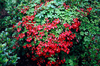 Tropaeolum speciosum - Climbers - Windyridge Garden Centre