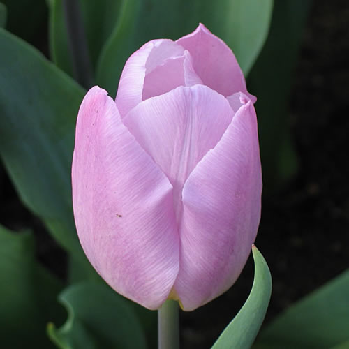 10 TULIP CANDY PRINCE   LOOSE