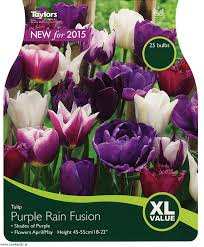 TULIP PURPLE RAIN FUSION