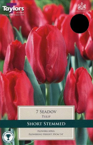 9 TULIP SEADOV   PREPACK