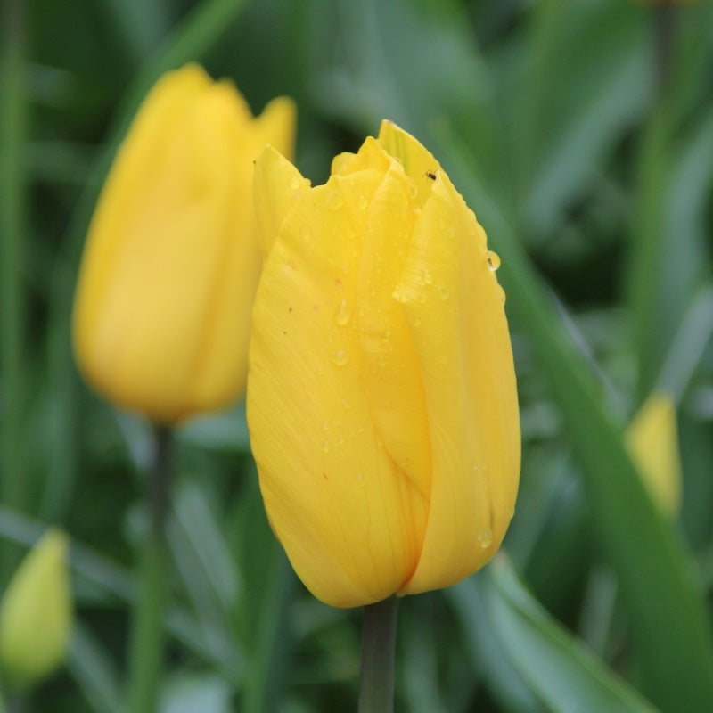 Tulipa Strong Gold  10 pack