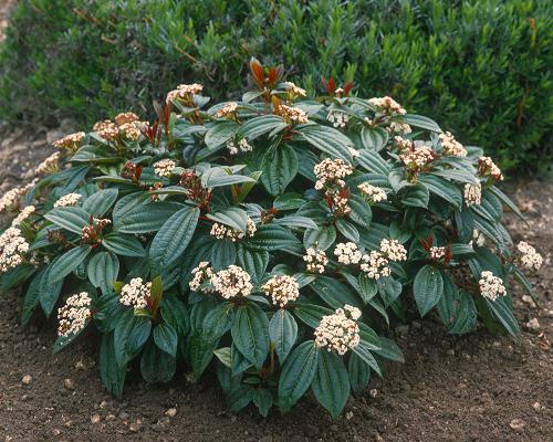 Viburnum Davidii - Shrubs - Windyridge Garden Centre