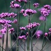Verbena Bonariensis - Bedding - Windyridge Garden Centre