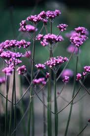 Verbena Bonariensis - Herbaceous - Windyridge Garden Centre