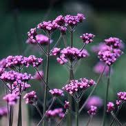 Verbena bonariensis