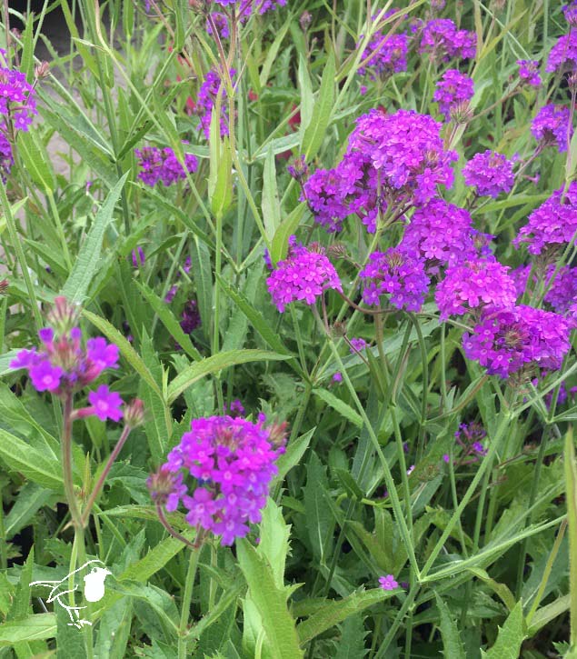 Verbena Rigidia - Herbaceous - Windyridge Garden Centre