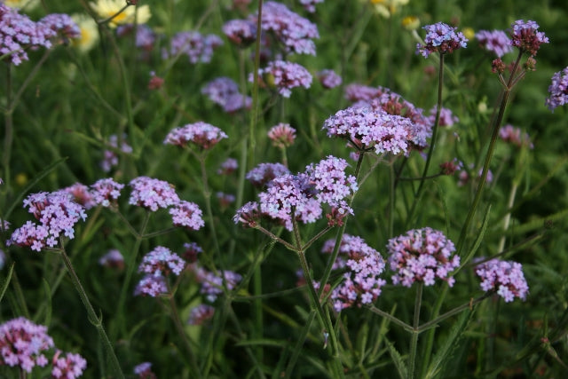 Verbena Lollipop - Herbaceous - Windyridge Garden Centre