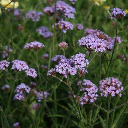 Verbena Bon. Lollipop - Herbaceous - Windyridge Garden Centre