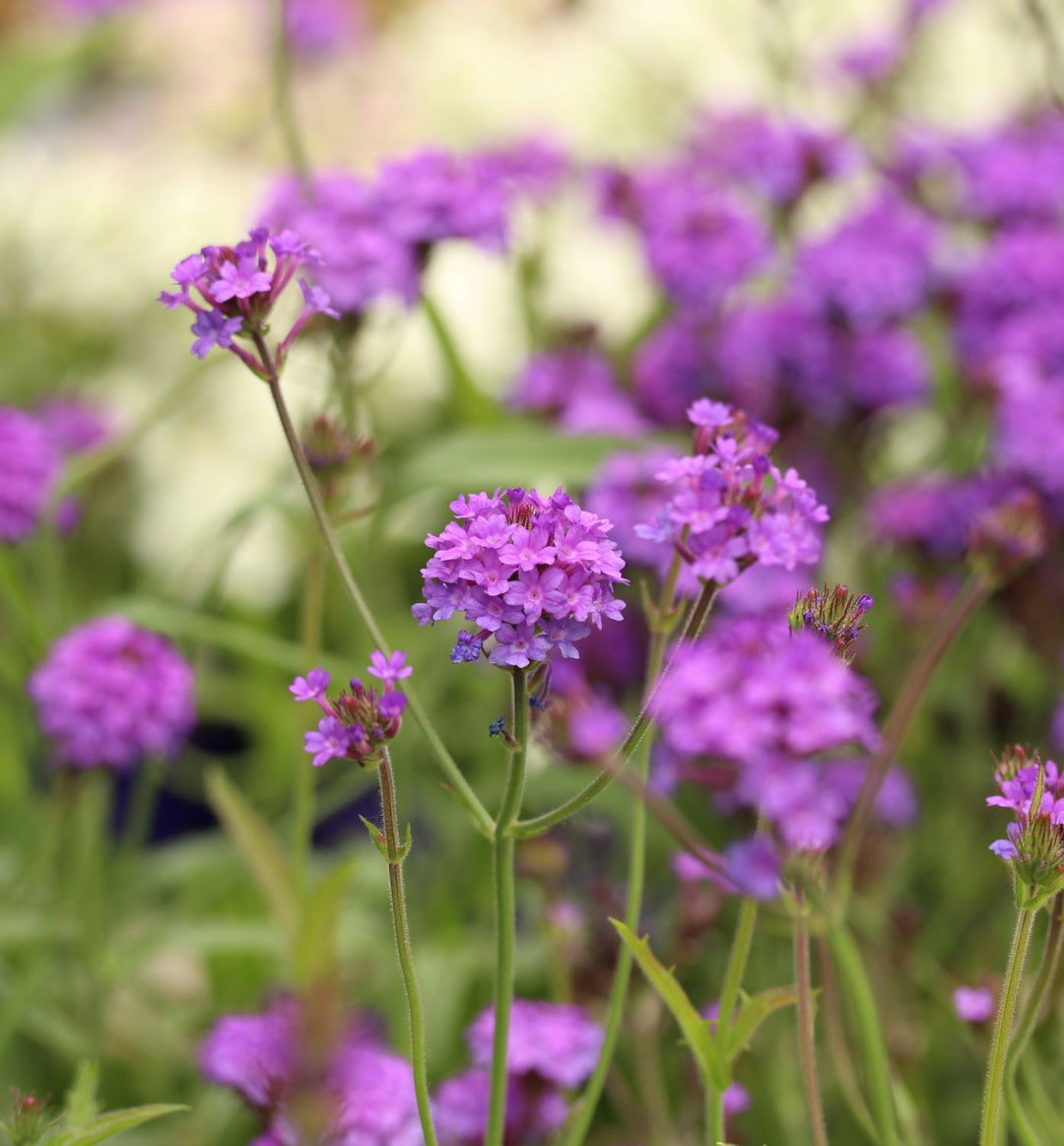 Verbena Rigida -  - Windyridge Garden Centre