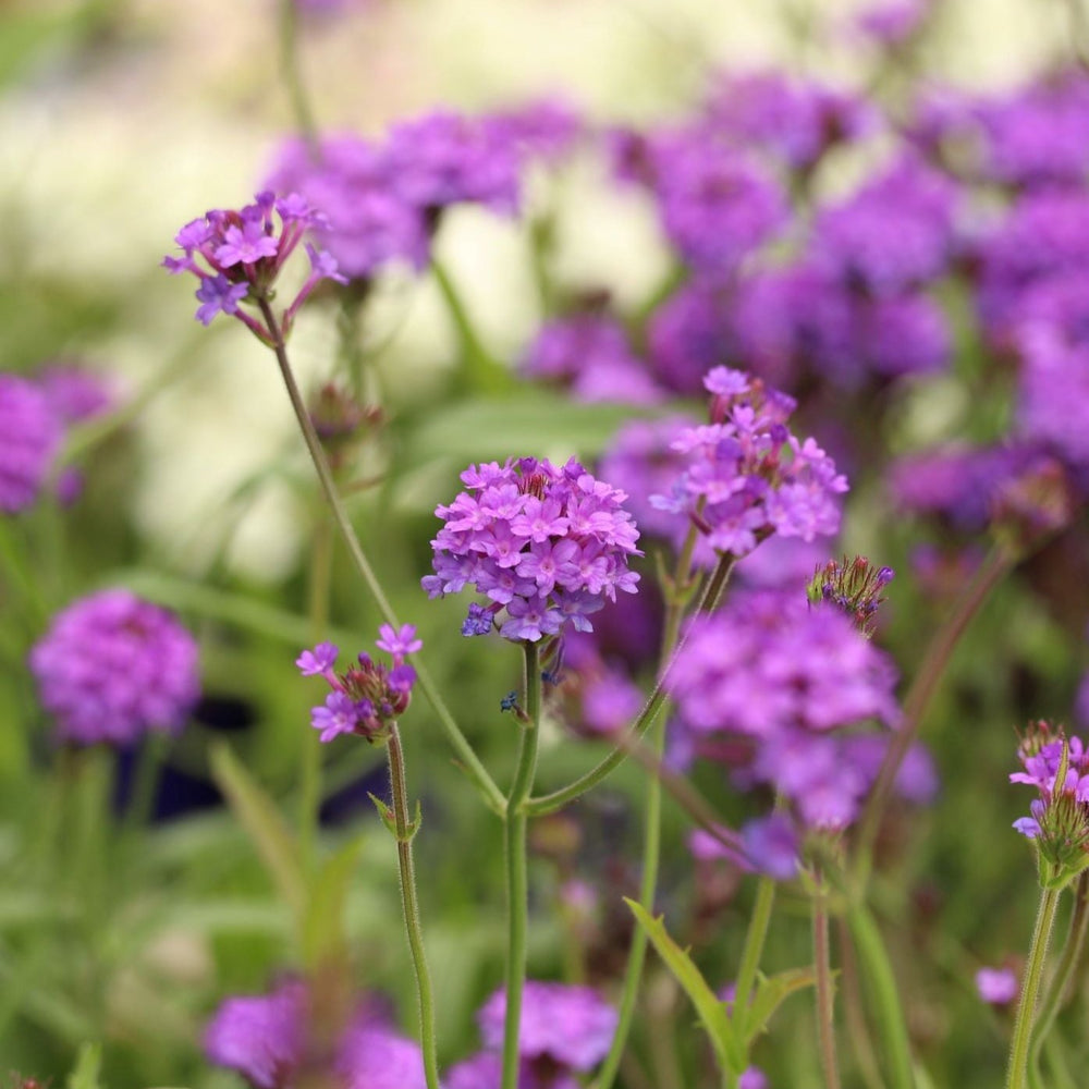 Verbena Rigida 2Ltr Pot - Herbaceous - Windyridge Garden Centre
