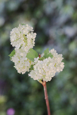 Viburnum Greenish White