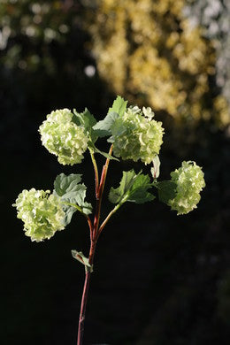 Viburnum Pale Green