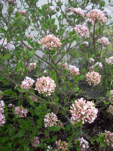 Viburnum Burkw. Anne Russell - Shrubs - Windyridge Garden Centre