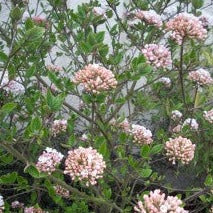 VIBURNUM B. ANNE RUSSELL