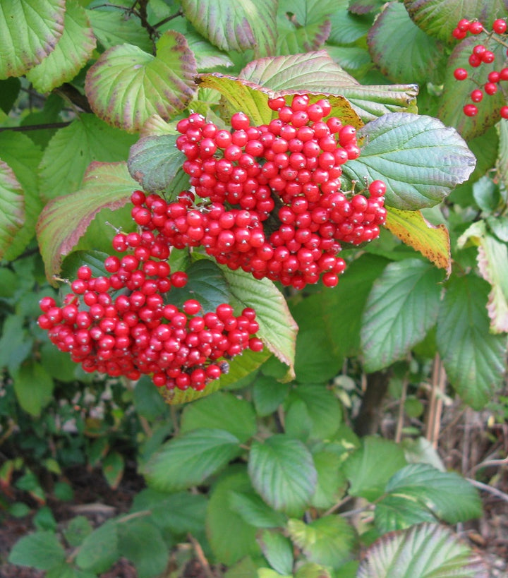 Viburnum Dilatatum Sealing Wax - Shrubs - Windyridge Garden Centre