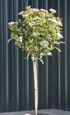 Viburnum Tinus Std - Standard Trees And Topiary - Windyridge Garden Centre