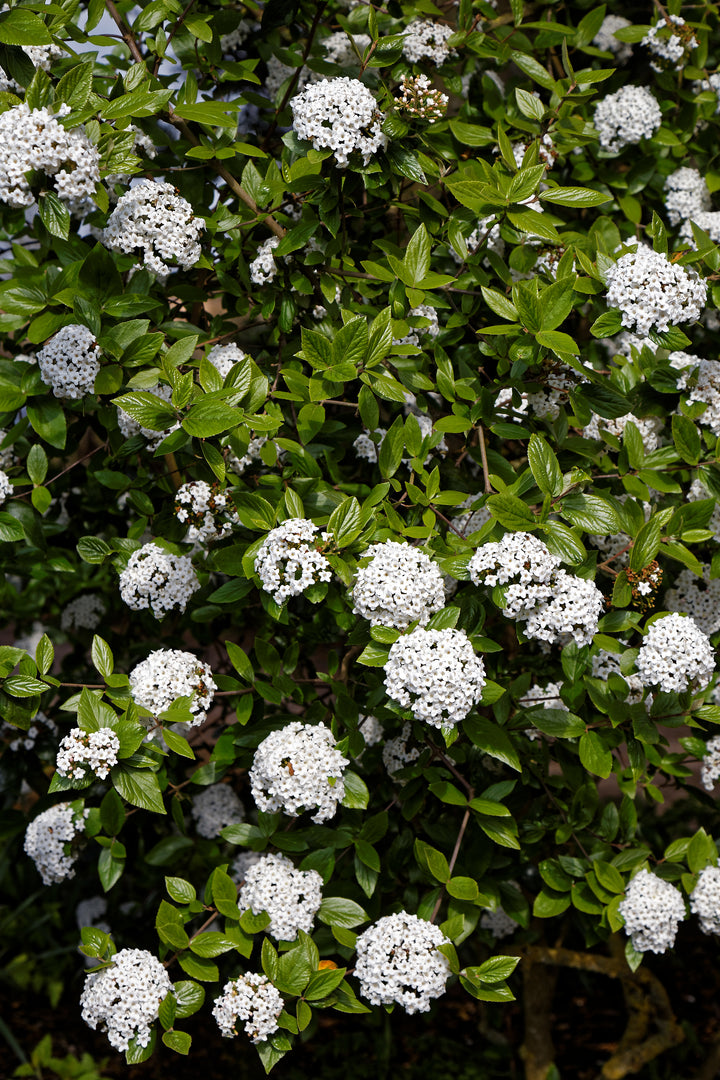 Viburnum burkw. Anne Russell  50-60 CM C5