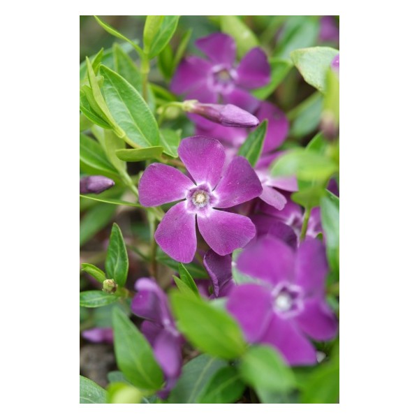 Vinca in cultivars
