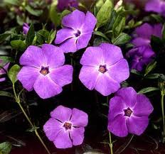 Vinca minor  Bowles Purple