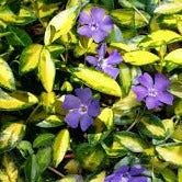 Vinca Minor 'Illumination' - Herbaceous - Windyridge Garden Centre