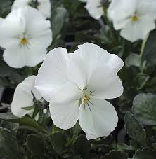 Viola Mrs Lancaster