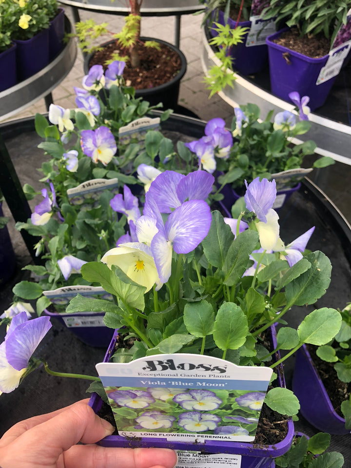 Viola Blue Moon (Viola Cornuta)