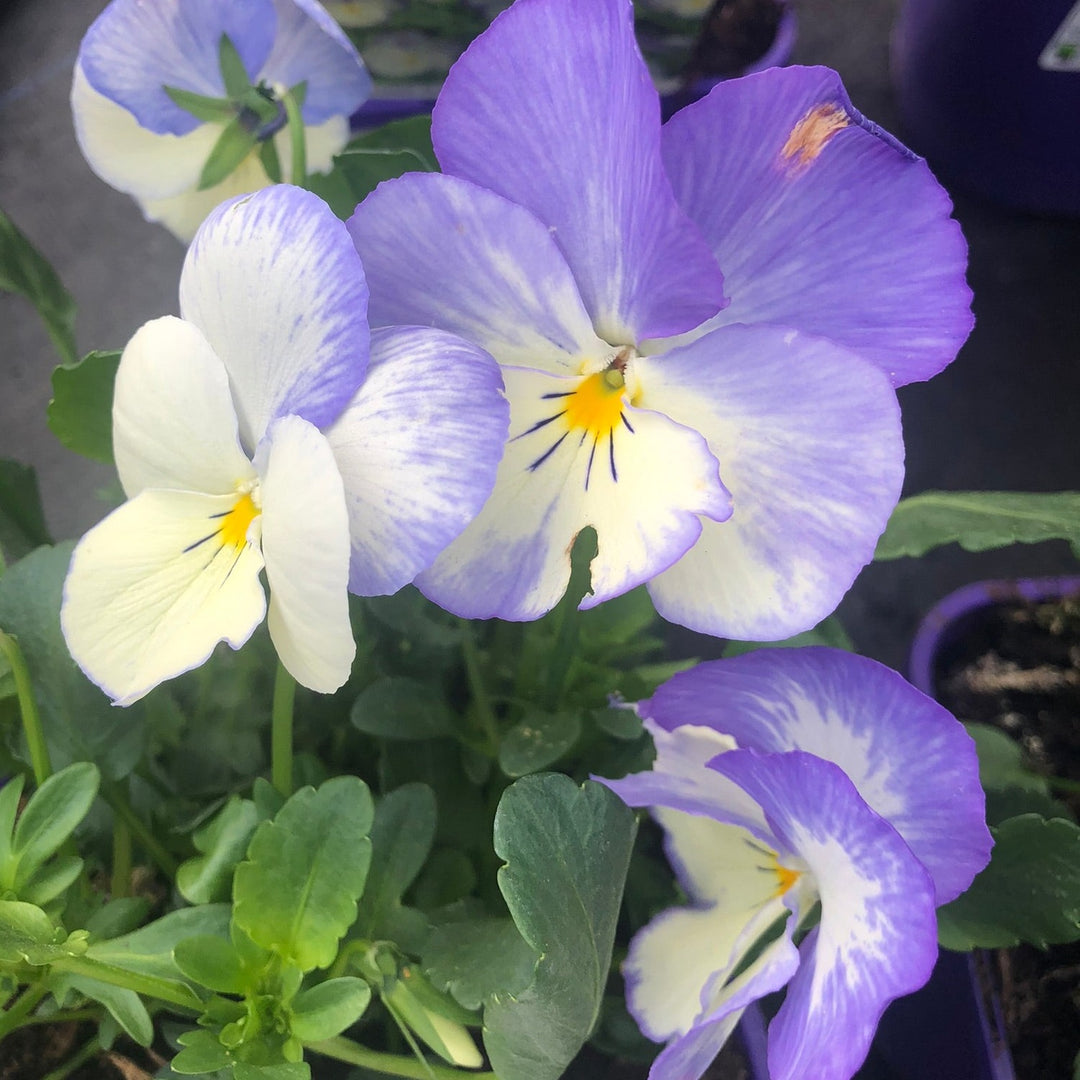 Viola Blue Moon (Viola Cornuta)